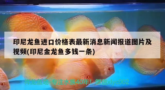 印尼龍魚進(jìn)口價格表最新消息新聞報道圖片及視頻(印尼金龍魚多錢一條) 觀賞魚進(jìn)出口