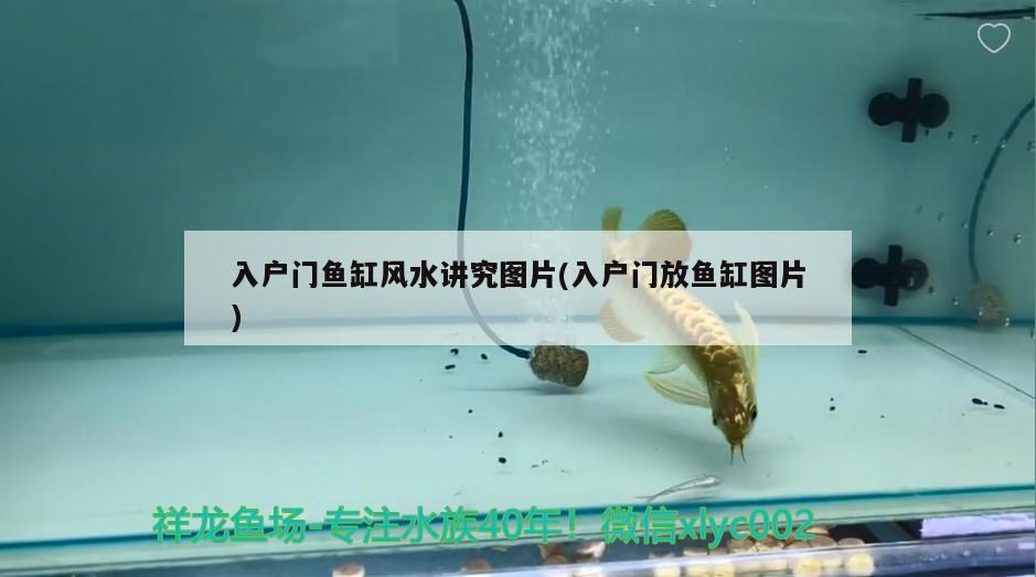 森貝兒魚缸拆卸方法（ 森森魚缸拆解） 泰國(guó)虎魚（泰虎）