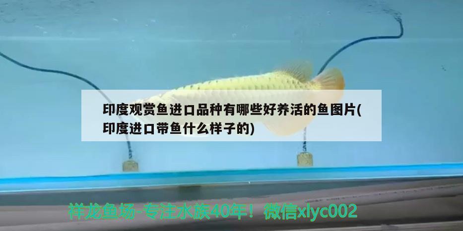 印度觀賞魚進口品種有哪些好養(yǎng)活的魚圖片(印度進口帶魚什么樣子的) 觀賞魚進出口