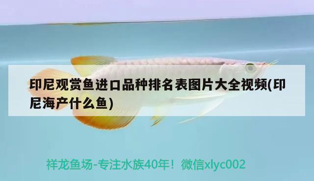 石家莊魚缸定做店哪家好一點：石家莊定做魚缸的地址和電話