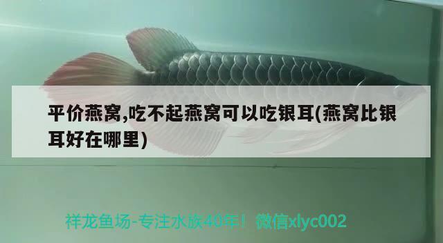 桶裝水做魚(yú)缸怎么做（桶裝水做魚(yú)缸怎么做的）