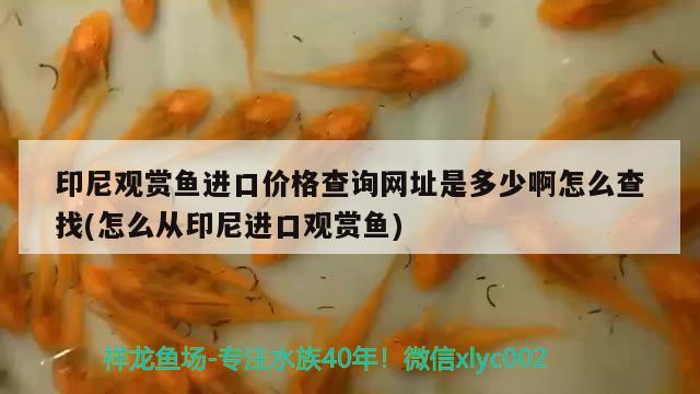 印尼觀賞魚進口價格查詢網(wǎng)址是多少啊怎么查找(怎么從印尼進口觀賞魚) 觀賞魚進出口