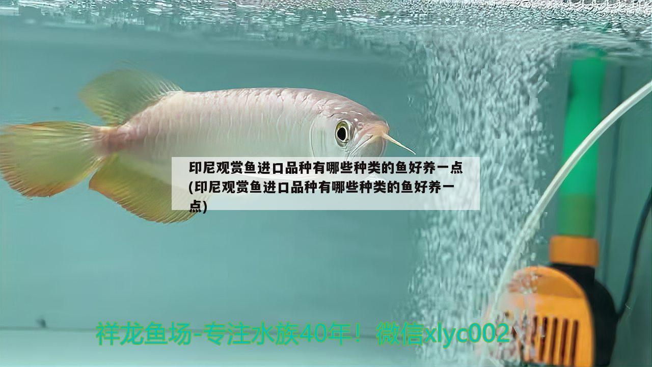 印尼觀賞魚進口品種有哪些種類的魚好養(yǎng)一點(印尼觀賞魚進口品種有哪些種類的魚好養(yǎng)一點) 觀賞魚進出口