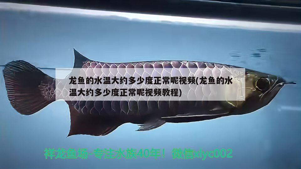 龍魚的水溫大約多少度正常呢視頻(龍魚的水溫大約多少度正常呢視頻教程)