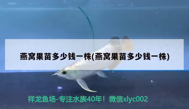 藍色過背金龍魚價格及圖片大全：藍色過背金龍魚多少錢一只，藍色過背金龍魚價格及圖片大全 過背金龍魚 第1張