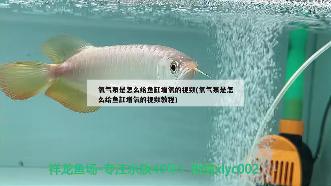 氧氣泵是怎么給魚缸增氧的視頻(氧氣泵是怎么給魚缸增氧的視頻教程) 廣州祥龍國際水族貿(mào)易