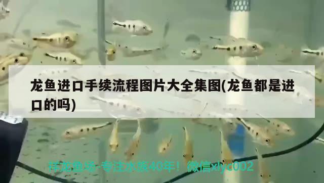 龍魚進口手續(xù)流程圖片大全集圖(龍魚都是進口的嗎) 觀賞魚進出口