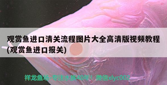 十大品牌魚缸加熱器排名：十大魚缸加熱棒排行榜2020