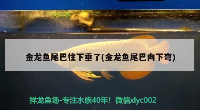 金龍魚尾巴往下垂了(金龍魚尾巴向下彎) 印尼虎苗