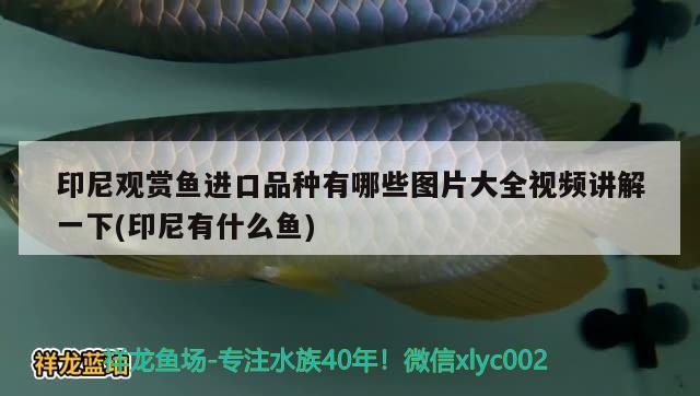 印尼觀賞魚(yú)進(jìn)口品種有哪些圖片大全視頻講解一下(印尼有什么魚(yú))