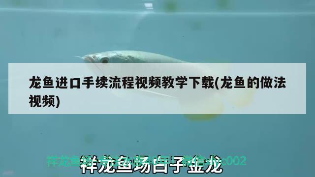 龍魚進口手續(xù)流程視頻教學下載(龍魚的做法視頻) 觀賞魚進出口