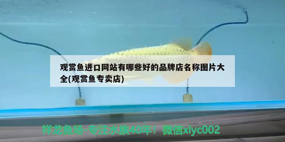 觀賞魚進(jìn)口網(wǎng)站有哪些好的品牌店名稱圖片大全(觀賞魚專賣店) 觀賞魚進(jìn)出口