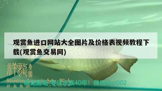 觀賞魚(yú)進(jìn)口網(wǎng)站大全圖片及價(jià)格表視頻教程下載(觀賞魚(yú)交易網(wǎng)) 觀賞魚(yú)進(jìn)出口