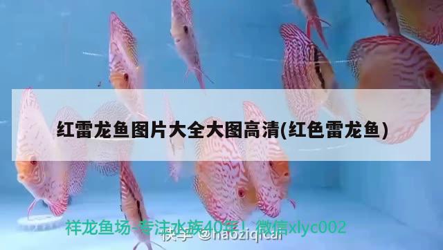 銀龍魚嘴部爛掉怎么辦，銀龍魚嘴巴前面爛掉怎么回事兒，銀龍魚嘴巴爛了能恢復嗎 銀龍魚 第3張