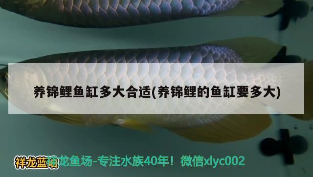 水族魚(yú)缸價(jià)格多少 水族魚(yú)缸價(jià)格多少合適 泰國(guó)虎魚(yú)（泰虎）