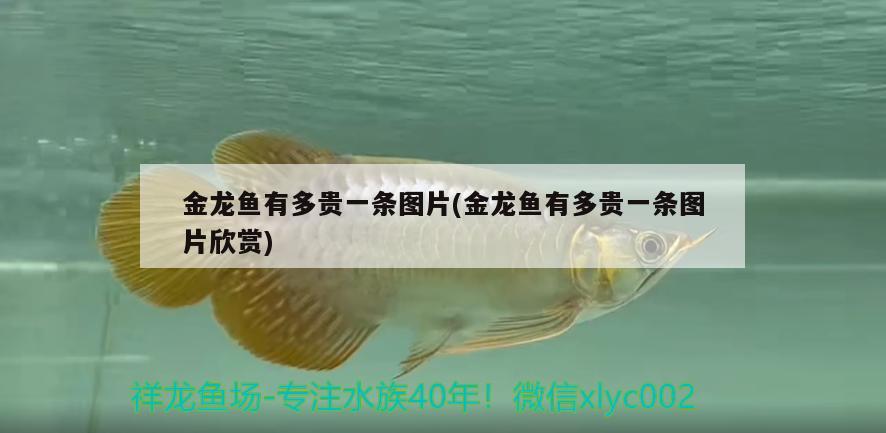 金龍魚有多貴一條圖片(金龍魚有多貴一條圖片欣賞) 黃金斑馬魚