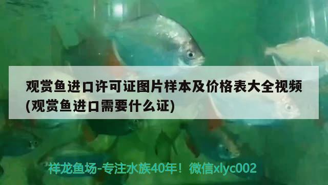 觀賞魚進口許可證圖片樣本及價格表大全視頻(觀賞魚進口需要什么證) 觀賞魚進出口