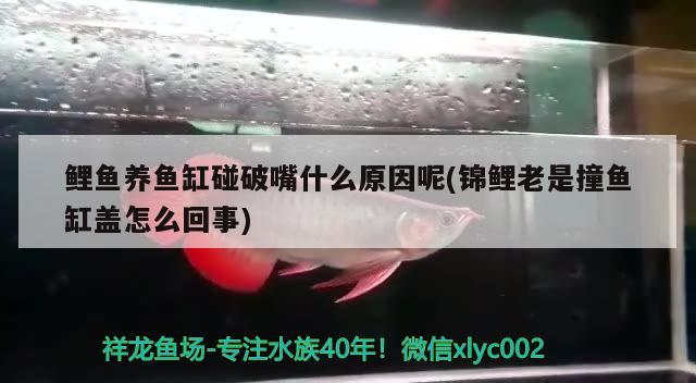 銀龍魚嘴部爛掉怎么辦，銀龍魚嘴巴前面爛掉怎么回事兒，銀龍魚嘴巴爛了能恢復嗎 銀龍魚 第1張