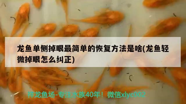 龍魚單側(cè)掉眼最簡單的恢復(fù)方法是啥(龍魚輕微掉眼怎么糾正)