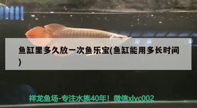 魚缸里多久放一次魚樂寶(魚缸能用多長時(shí)間) 杰西卡恐龍魚