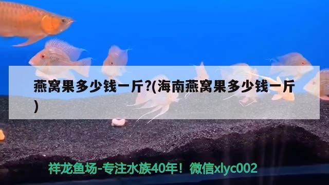 燕窩果多少錢一斤?(海南燕窩果多少錢一斤) 馬來西亞燕窩