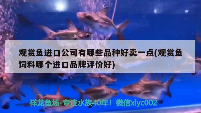 觀賞魚進口公司有哪些品種好賣一點(觀賞魚飼料哪個進口品牌評價好) 觀賞魚進出口