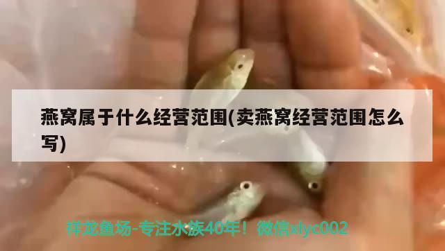 魚缸如何鋪底砂造景視頻（魚缸造景鋪底用什么好） 黑白雙星 第2張