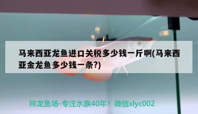 玉石能放到魚缸養(yǎng)嗎有毒嗎（不戴的玉佩放魚缸里可以嗎） 藍底過背金龍魚 第2張