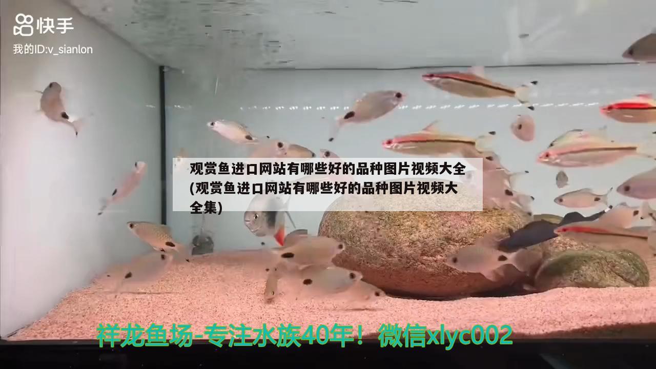 天寶水族魚缸好不好用（天寶魚缸怎么樣） 其他品牌魚缸 第3張