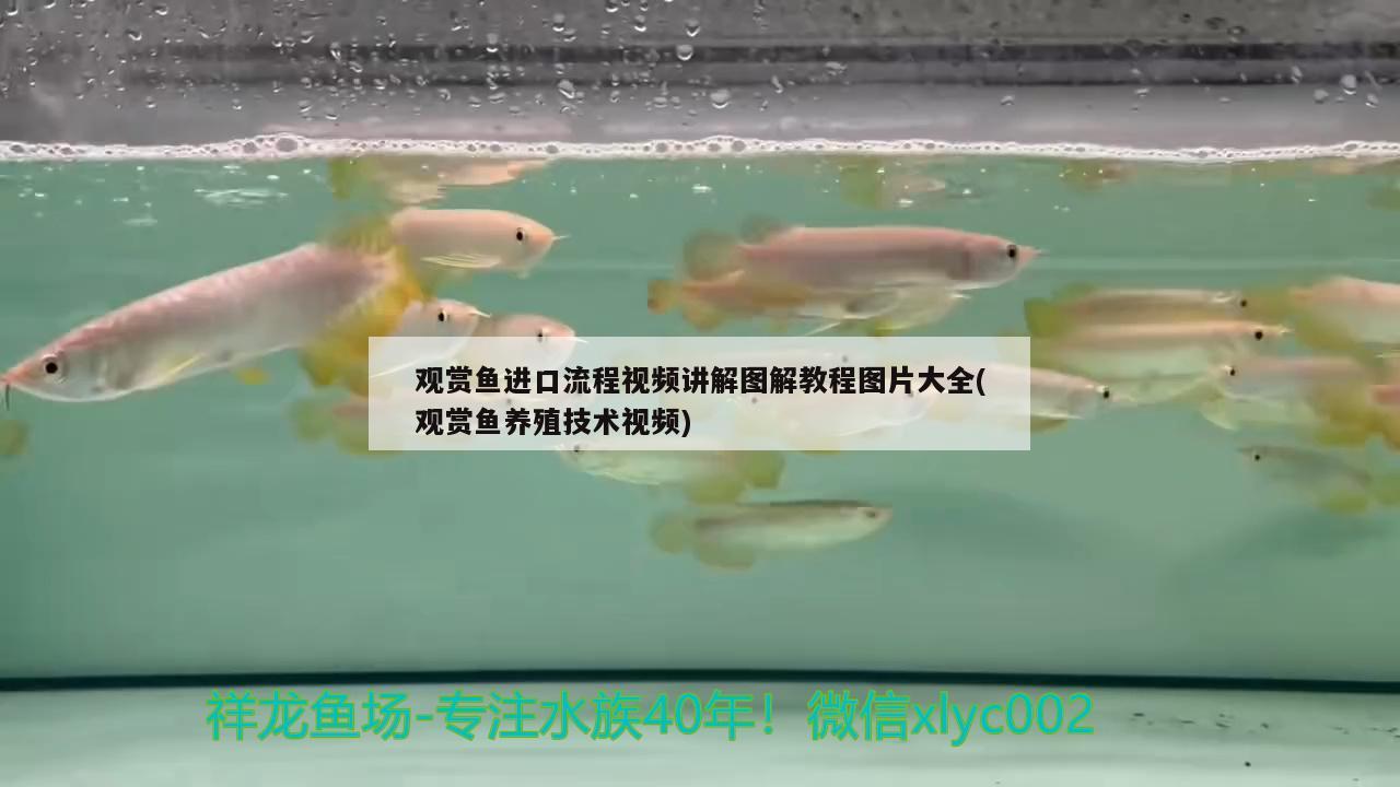 觀賞魚進口流程視頻講解圖解教程圖片大全(觀賞魚養(yǎng)殖技術視頻) 觀賞魚進出口