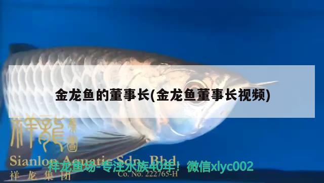 金龍魚(yú)的董事長(zhǎng)(金龍魚(yú)董事長(zhǎng)視頻) 純血皇冠黑白魟魚(yú)