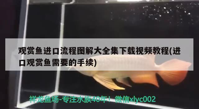 觀賞魚進口流程圖解大全集下載視頻教程(進口觀賞魚需要的手續(xù)) 觀賞魚進出口