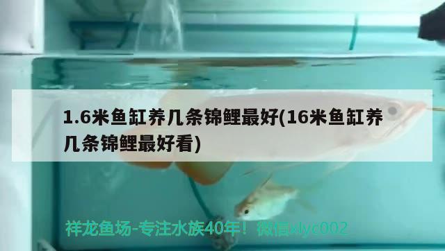 1.6米魚缸養(yǎng)幾條錦鯉最好(16米魚缸養(yǎng)幾條錦鯉最好看)