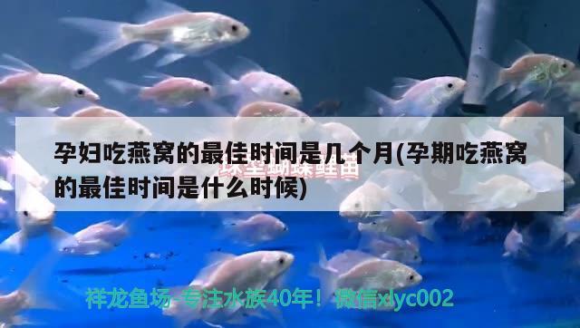 金龍魚的寓意和象征圖片大全(金龍魚蘊意) 紅龍專用魚糧飼料