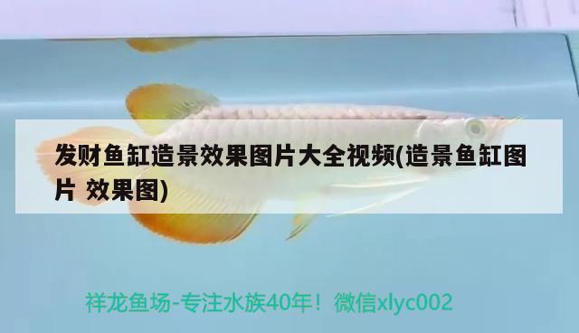 發(fā)財(cái)魚(yú)缸造景效果圖片大全視頻(造景魚(yú)缸圖片效果圖) 綠皮辣椒小紅龍