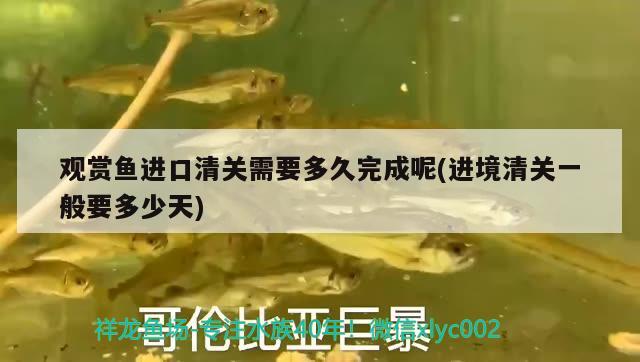 觀賞魚(yú)進(jìn)口清關(guān)需要多久完成呢(進(jìn)境清關(guān)一般要多少天) 觀賞魚(yú)進(jìn)出口