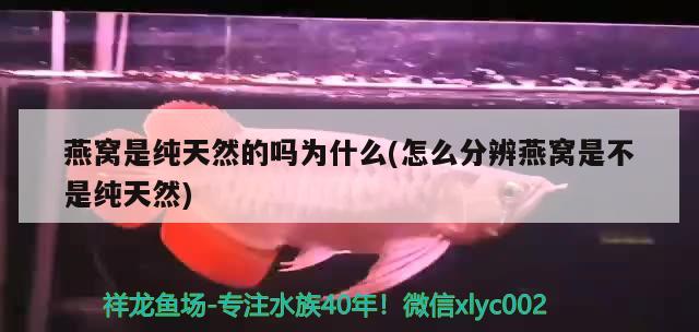 燕窩是純天然的嗎為什么(怎么分辨燕窩是不是純天然) 馬來西亞燕窩