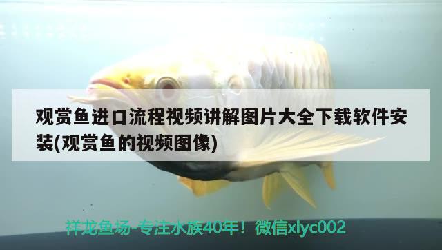 觀賞魚進(jìn)口流程視頻講解圖片大全下載軟件安裝(觀賞魚的視頻圖像) 觀賞魚進(jìn)出口