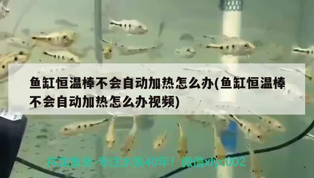 魚缸恒溫棒不會自動加熱怎么辦(魚缸恒溫棒不會自動加熱怎么辦視頻)