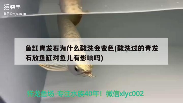 魚缸青龍石為什么酸洗會變色(酸洗過的青龍石放魚缸對魚兒有影響嗎) 黑云魚 第1張