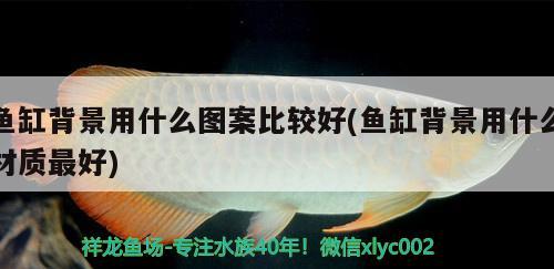 魚缸背景用什么圖案比較好(魚缸背景用什么材質(zhì)最好) 女王大帆魚