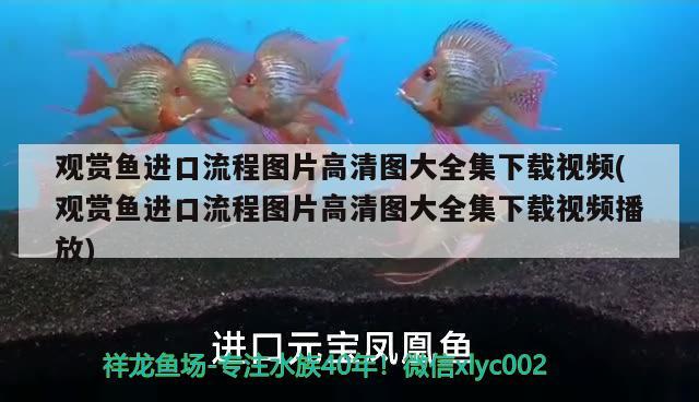 紅龍魚排行榜前十名圖片大全（紅龍魚圖片高清 金龍魚） 魚缸/水族箱 第4張