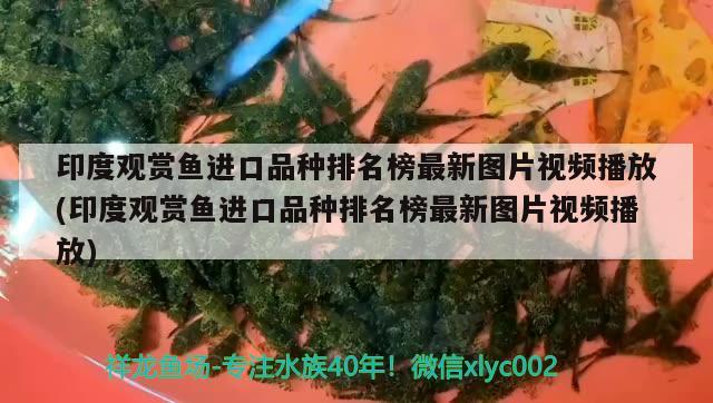 印度觀賞魚(yú)進(jìn)口品種排名榜最新圖片視頻播放(印度觀賞魚(yú)進(jìn)口品種排名榜最新圖片視頻播放) 觀賞魚(yú)進(jìn)出口