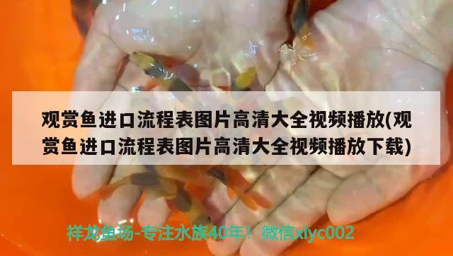 觀賞魚進口流程表圖片高清大全視頻播放(觀賞魚進口流程表圖片高清大全視頻播放下載) 觀賞魚進出口