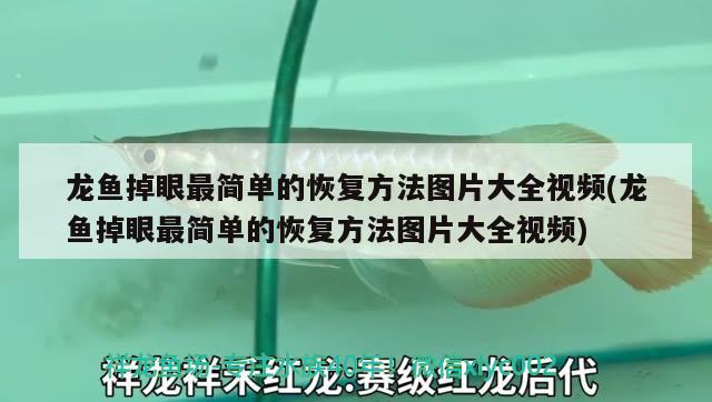 賀州水族批發(fā)市場(chǎng)在哪里啊電話號(hào)碼（賀州活魚批發(fā)）