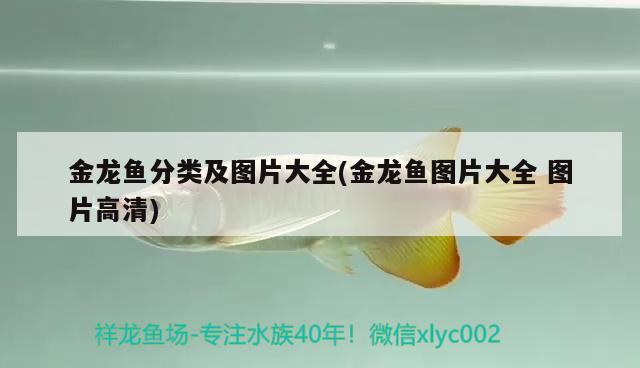 臨沂金龍魚花生油總代理在那里啊多少錢：金龍魚臨沂代理電話 廣州水族批發(fā)市場(chǎng) 第2張