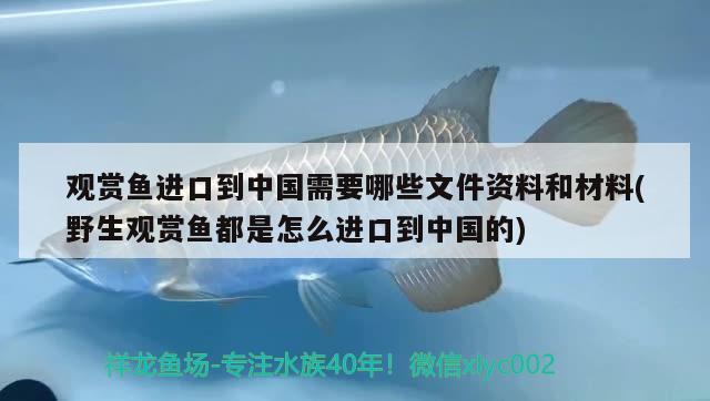 觀賞魚(yú)進(jìn)口到中國(guó)需要哪些文件資料和材料(野生觀賞魚(yú)都是怎么進(jìn)口到中國(guó)的) 觀賞魚(yú)進(jìn)出口