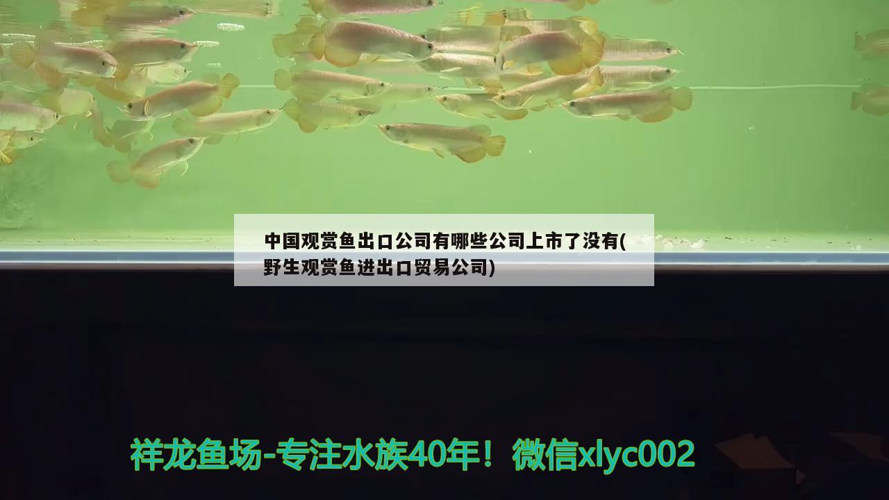 中國觀賞魚出口公司有哪些公司上市了沒有(野生觀賞魚進出口貿(mào)易公司)