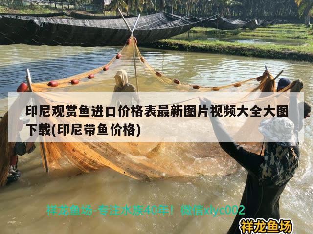 印尼觀賞魚進口價格表最新圖片視頻大全大圖下載(印尼帶魚價格) 觀賞魚進出口