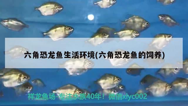 六角恐龍魚生活環(huán)境(六角恐龍魚的飼養(yǎng))